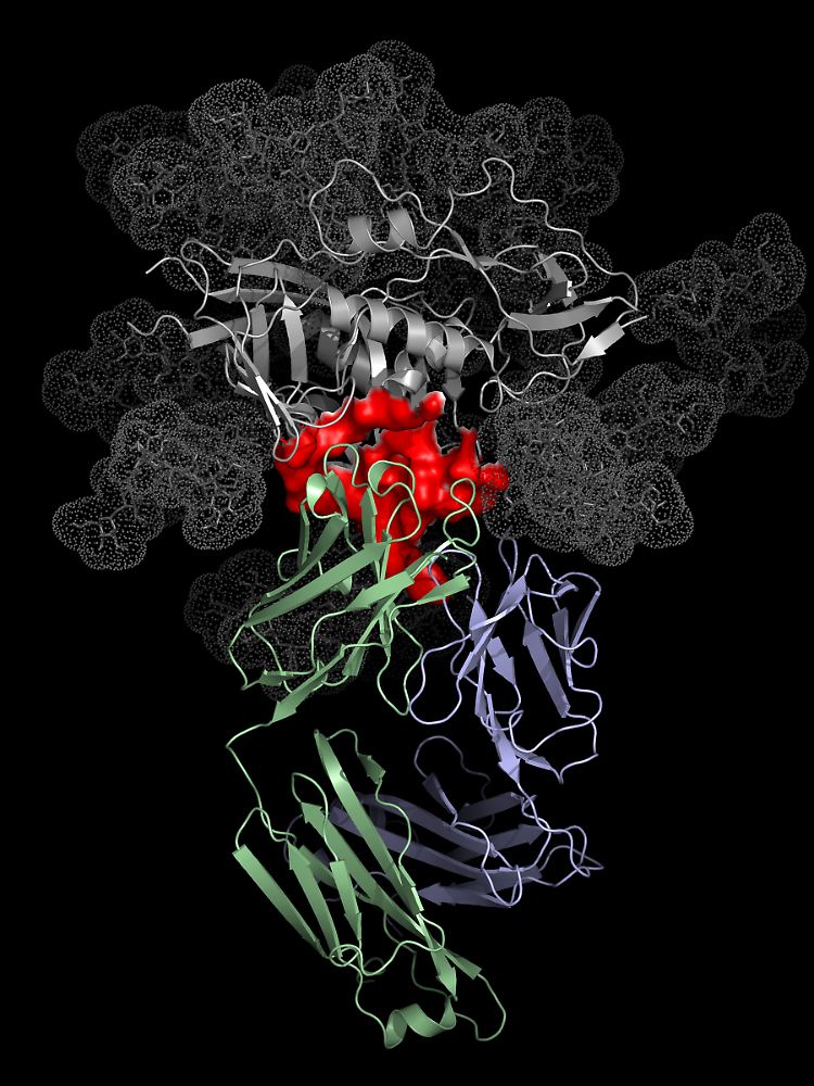 Ein Schnappschuss auf atomarer Ebene: Der Antikörper (grün und blau) bindet den HIV-Stamm (rot).