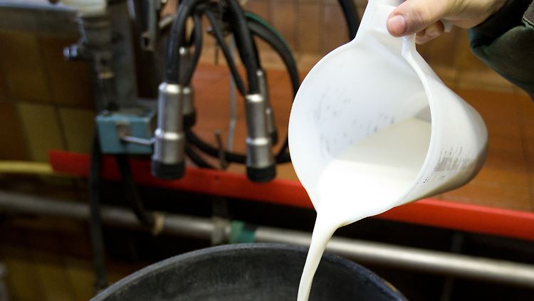 Sobald die Kühe anderes, nicht verseuchtes Futter bekommen, dauert es eine Woche, bis die Milch unbelastet ist.