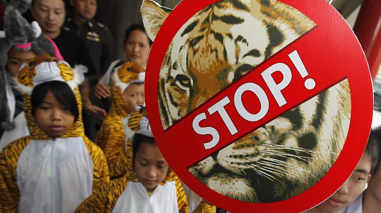 Der Tiger lebt gefährlich, besonders in China. Tigerzüchter werben dort für eine Handelsfreigabe.