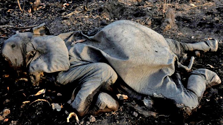 Ursache für die Wilderei in Afrika ist die hohe Nachfrage nach Elfenbeinschnitzereien in Asien.