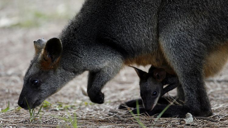 Mit 70 bis 80 Zentimetern Kopf-Rumpflänge klein, aber bei den Sprüngen auch oho: ein Wallaby, eine kleinere Gattung des australischen Kängurus.