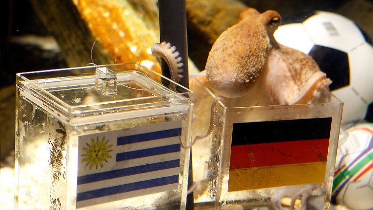 Nach einigem Zögern entschied sich Paul für die deutsche Schale.