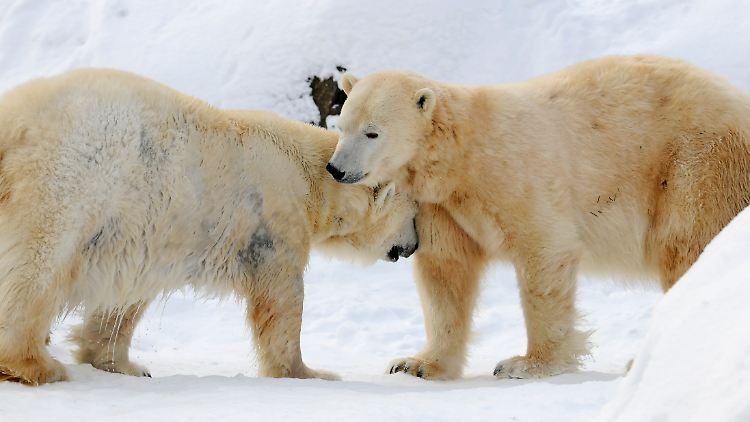 Noch etwa 25.000 Eisbären soll es in freier Wildbahn geben.