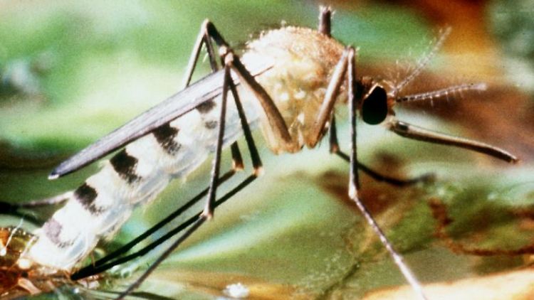 Die Tigermücke zählt zu den Überträgern des Dengue-Fiebers.