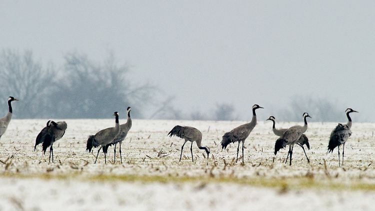 Die Zugvögel kommen jetzt aus ihren Überwinterungsgebieten zurück.