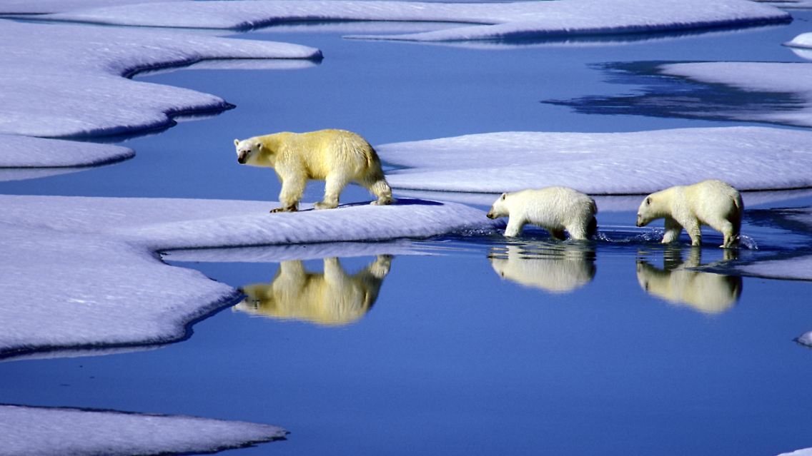 Ein Lebensraum schwindet dahin: Für die Eisbären ist das rasante Abschmelzen des Nordpolareises eine Katastrophe.