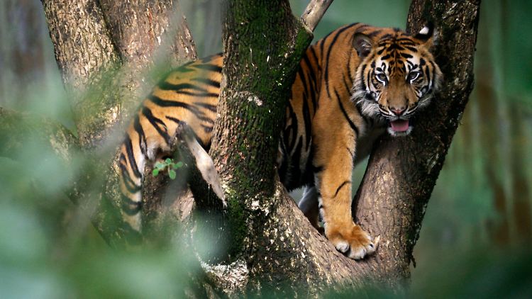 Einer von nur noch 400 Tigern auf der Insel Sumatra. Ein ähnliches Exemplar zerfleischte den Landarbeiter.