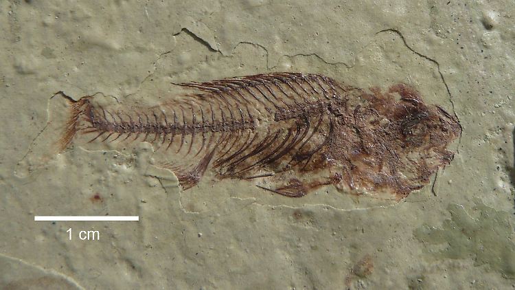 Kleine Fische, große Erkenntnisse: Im Rift Valley stießen Forscher an acht Fundstätten auf fast 170 Fossilien.