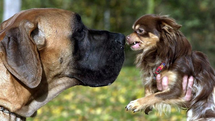 Deutsche Dogge und Chihuahua Auge in Auge.