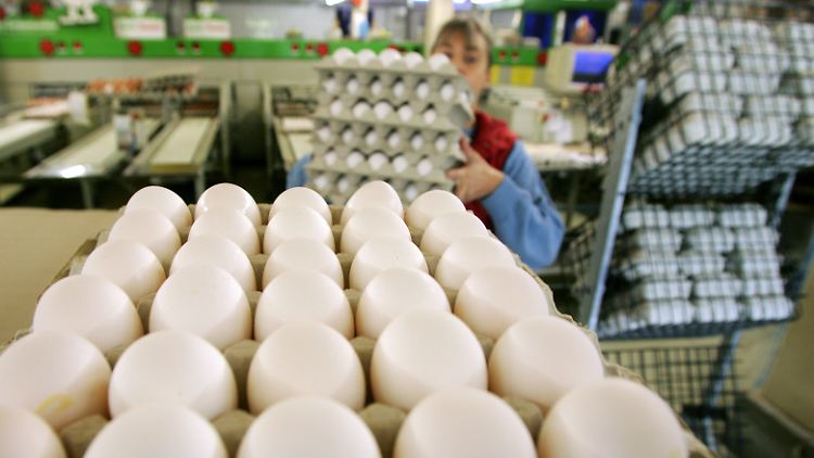 Frische Eier aus Kleingruppenhaltung findet man im Handel so gut wie nie, sie werden in der Regel weiterverarbeitet.