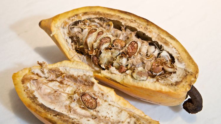 Lecker, eine Börse wie eine reife Kakaofrucht. Sie darf jetzt nur nicht verderben.
