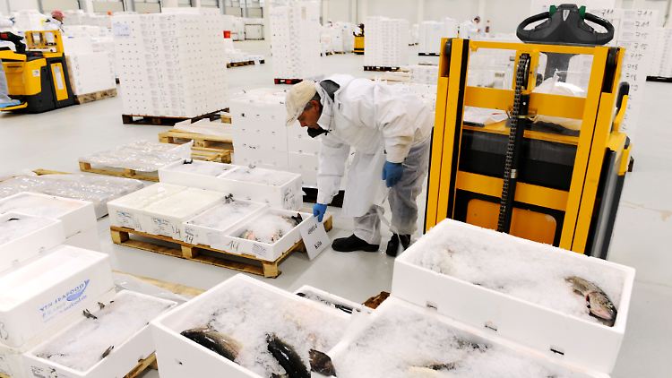 Arbeit im Fischlogistik-Zentrum von Cash & Carry in Groß-Gerau (Hessen).