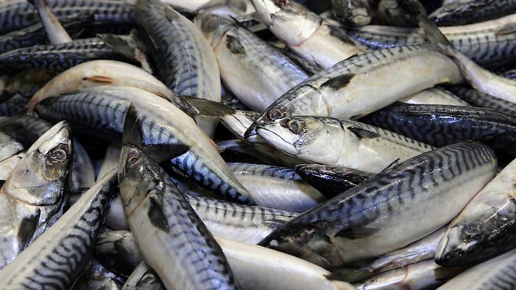 Makrelen: Laut Greenpeace-Einkaufsratgeber sollten umweltbewusste Fischesser auf sie verzichten.