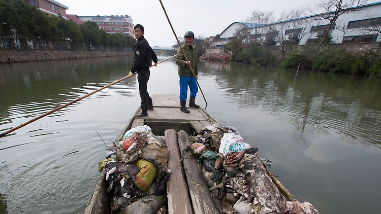 Arbeiter ziehen tote Schweine aus dem Huangpu.