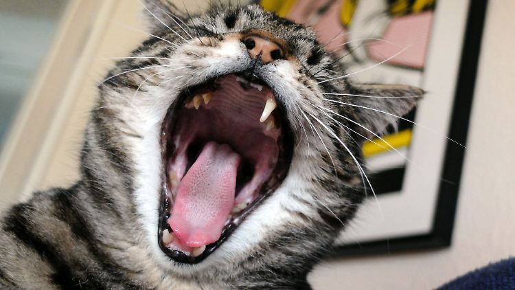 Bisweilen kommt das Raubtier doch noch durch.