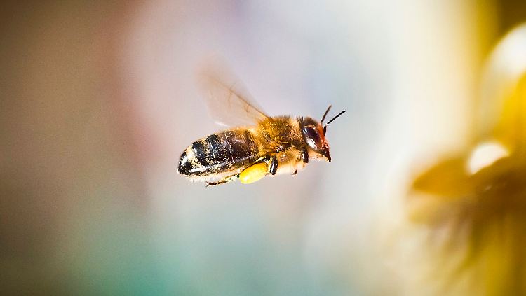 Anfang März am Lohrberg in Frankfurt/Main: Beladen mit den ersten Pollen dieses Jahres kehrt eine Biene zu ihrem Stock zurück.