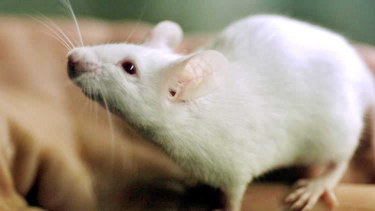 Die Maus ist ein beliebtes Versuchstier.