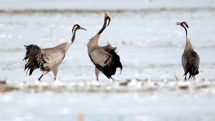 Kraniche auf einem verschneiten Feld bei Groß Wokern (Mecklenburg-Vorpommern). Die Zugvögel kommen derzeit aus ihren Überwinterungsgebieten zurück. Die Flugrouten nach Skandinavien führen quer über Deutschland hinweg.