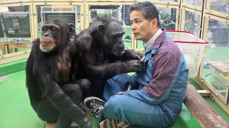 Schimpansen-Forscher Tetsuro Matsuzawa in einem Gehege des Primate Research Institute in Inuyama.