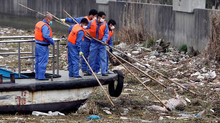 Schweinekadaver werden aus dem Huangpu Fluss in Schanghai. herausgefischt. Im März wurden 1200 tote Schweine an Land gebracht und die Kadaver dekontaminiert.