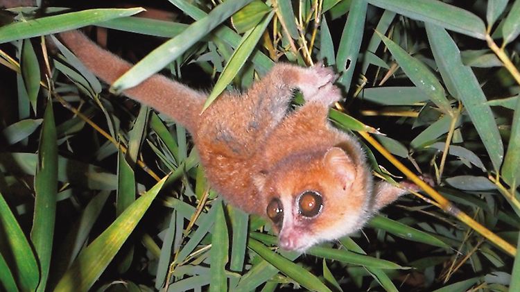 Ein Microcebus marohita hangelt sich durch den Wald von Madagaskar.
