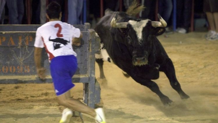 Kampfstier "Ratón" wurde zur Legende