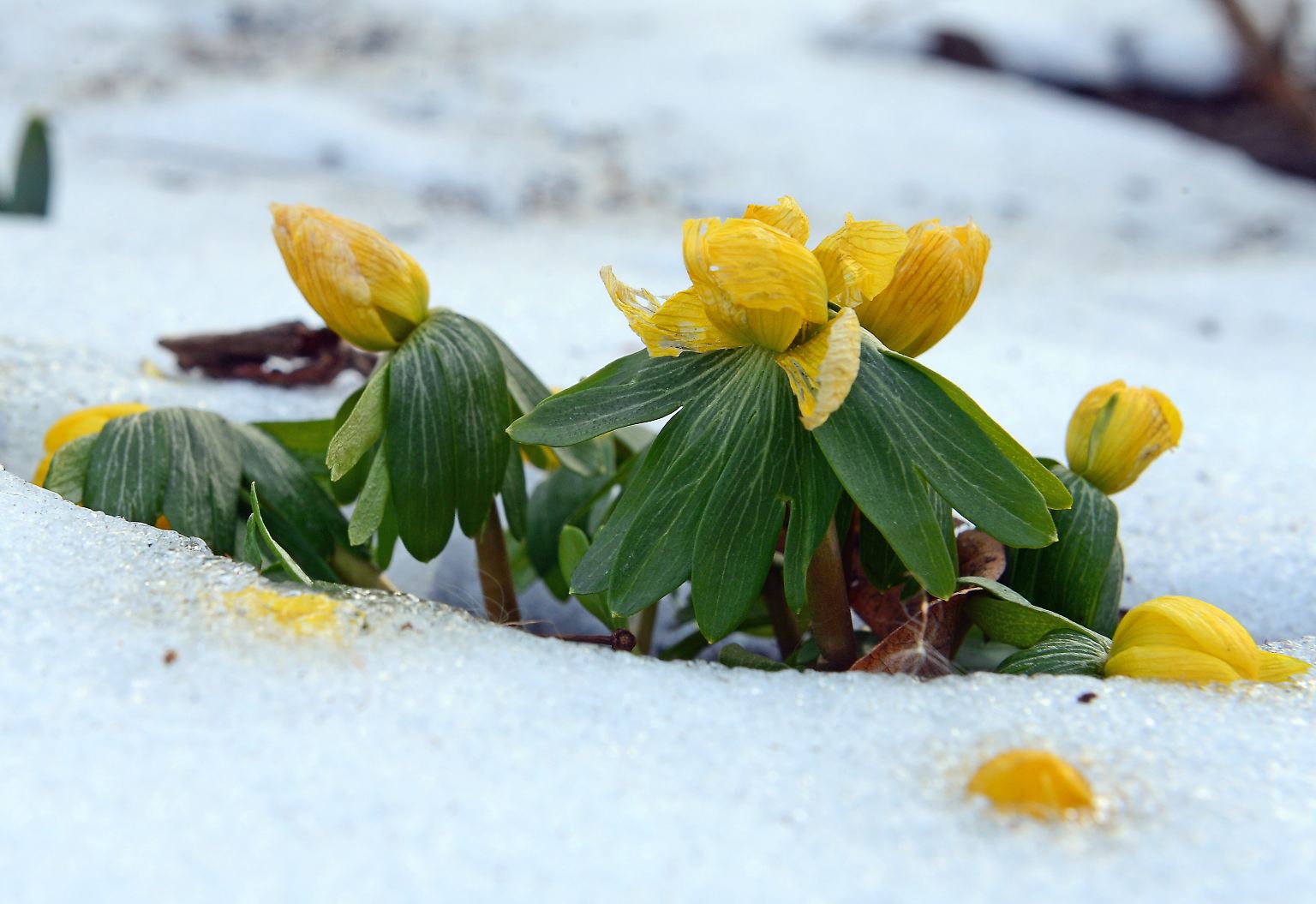 Während in unseren Breiten der Winter einfach nicht enden will, ...