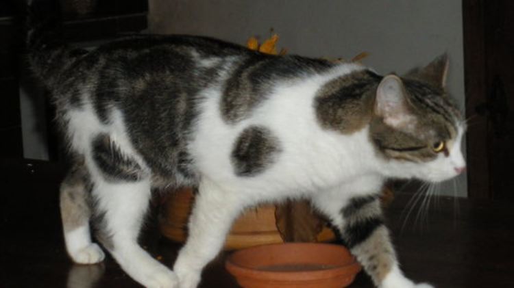 "Klein und kugelrund": Brigitte Bardots Katze "Rontonton" ist verschwunden. So sieht sie aus.