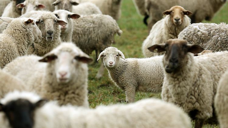 Saisonales Geschäft: Lammfleisch gab es früher nur im Frühling.