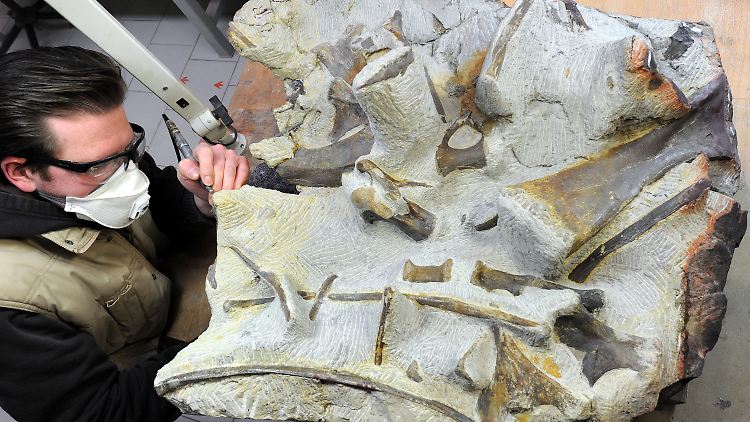 Präparator Kai Dahm legt in seinem Labor im Dinopark in Münchehagen  versteinerte Europasaurus-Knochen frei. Die im Langenberg-Steinbruch am Harz gefundenen Knochen hatten erst vor wenigen Jahren weltweit für Aufsehen gesorgt.