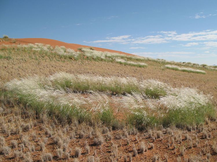 Diese "Feenkreise" in Namibia werden durch den Bewuchs von Stipagrostis ciliata (deutsch: Bewimpertes Fahnengras) sichtbar.