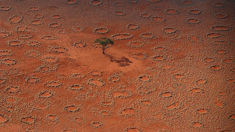 Antilopenspuren zwischen "Feenkreisen" in Namibrand, Namibia.