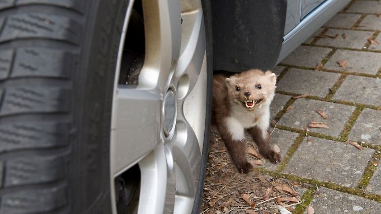 Kleine Tiere, große Schäden: Marder.
