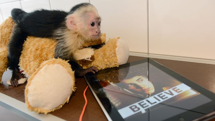 Tierschützer sorgen sich um das Wohl von Justin Biebers Äffchen Mally.