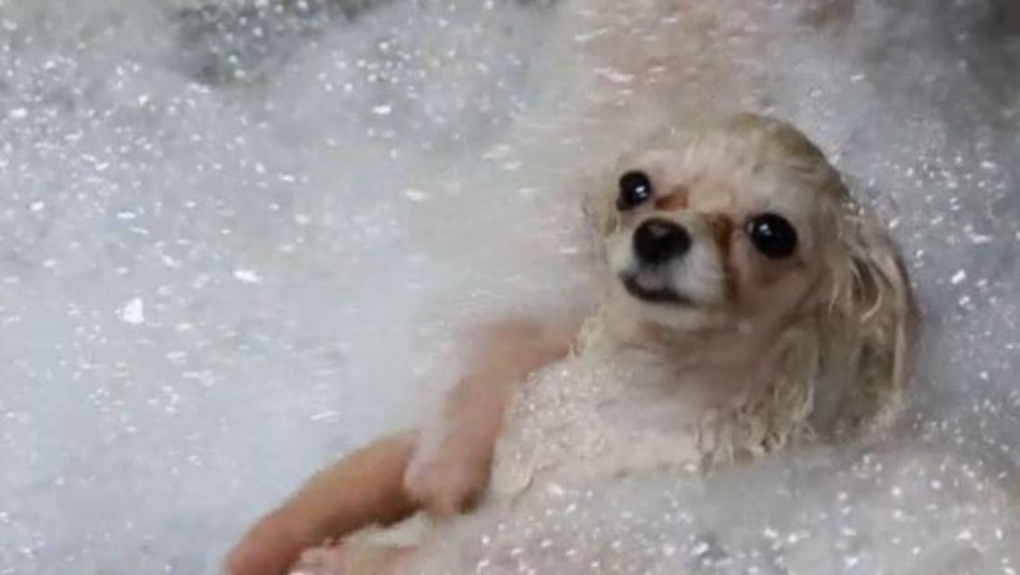 hunde.JPG