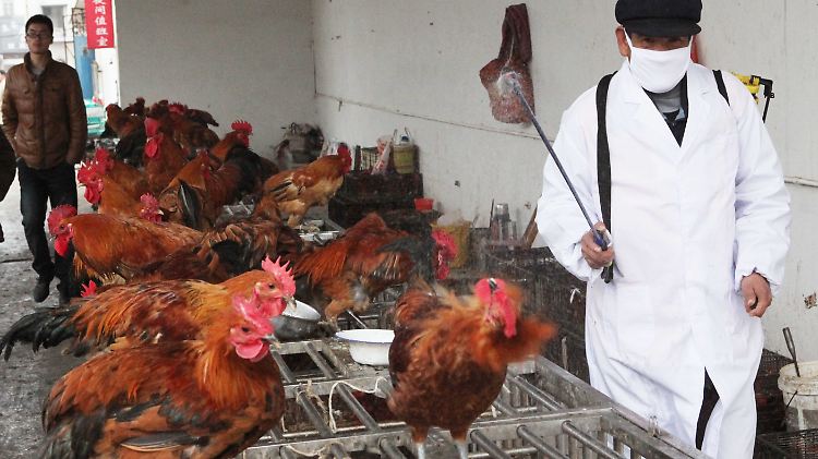 Seit dem Frühjahr wurden in China immer wieder Fälle von Vogelgrippe diagnostiziert. Im Kreis Ganyu in der Provinz Jiangsu wurden Hühner vorsichtshalber mit Desinfektionsmittel eingesprüht.