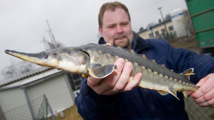 Carsten Kühn, Sachgebietsleiter Aquakultur am Institut für Fischerei in Born mit einem Stör. Der Stör gilt in Deutschland seit Jahrzehnten als ausgestorben.