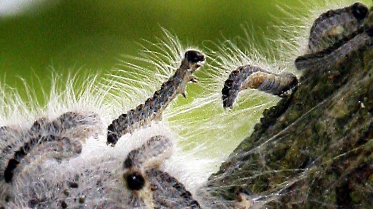 Die Brennhaare der Tierchen können starken Juckreiz auslösen und Schleimhäute der Atemwege oder die Augen reizen.