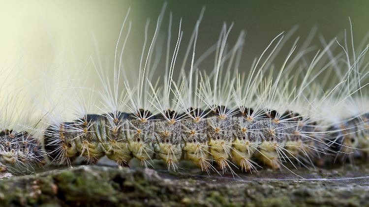 Der Eichenprozessionsspinner verursacht immer mehr Schäden in der Natur.