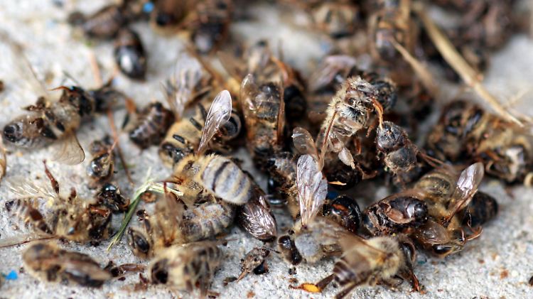 Das Bienensterben stellt auch Landwirte vor Probleme, da die Insekten wichtig für die Bestäubung von Nutzpflanzen sind.