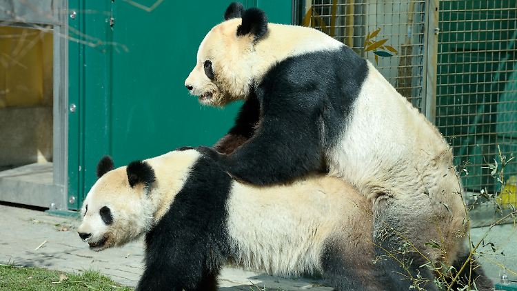 Yang Yang und Long Hui haben bereits zwei Panda-Kinder. (Foto: Norbert Potensky, Tiergarten Schoenbrunn)
