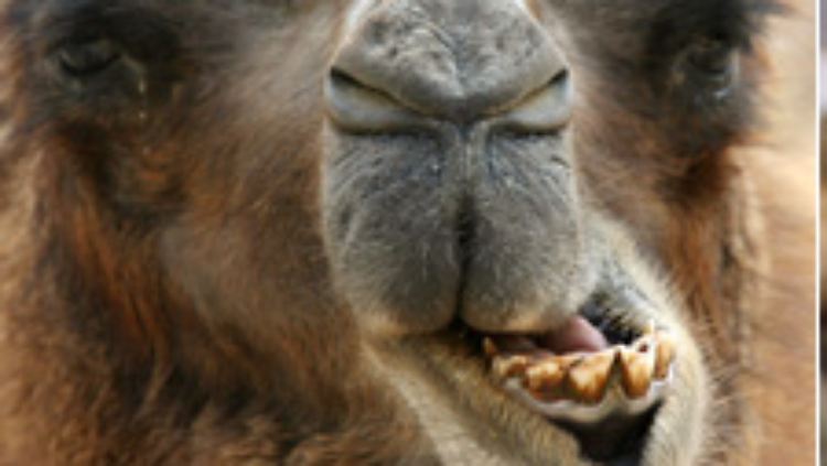 hollandcamel.jpg