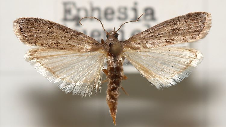 Eine Mehlmotte (Ephestia kuehniella).