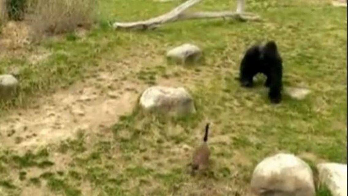 gorilla.JPG