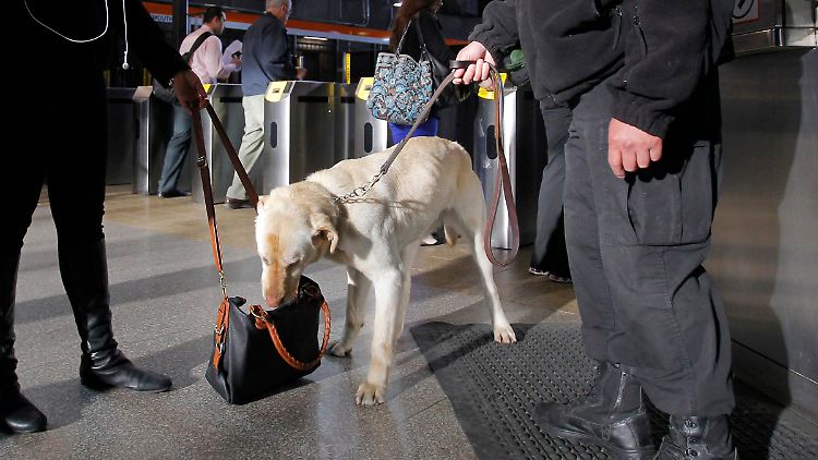 Die Polizei in Boston sucht mit Hunden nach weiteren Bomben.