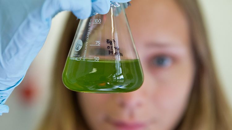 Reagenzglas mit der Algenart Euglena gracilis Z: Die Alge ist Bestandteil eines Aquariums, das mit Posthornschnecken zu Forschungszwecken ins All geschickt werden soll.