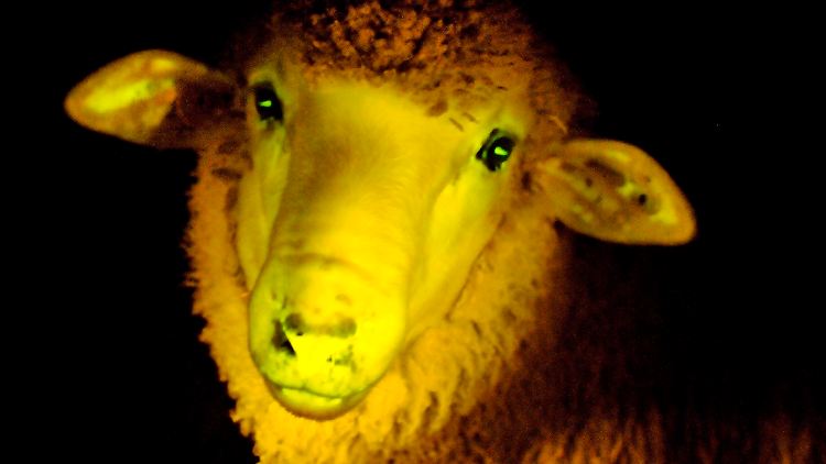 Eins der leuchtenden Schafe in UV-Licht.