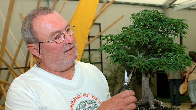 Bonsai-Liebhaber schnippeln häufig an ihren Mini-Bäumen herum, um sie in Form zu bringen.