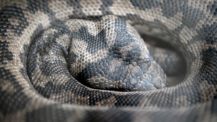 Der Mann hatte die Giftschlange wohl mit einem Python verwechselt.