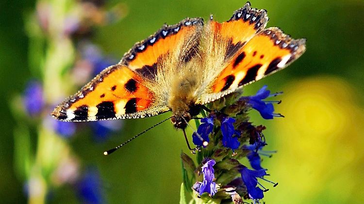 Ein Admiral-Schmetterling hat sich auf einem Rosmarin-Strauch niedergelassen.